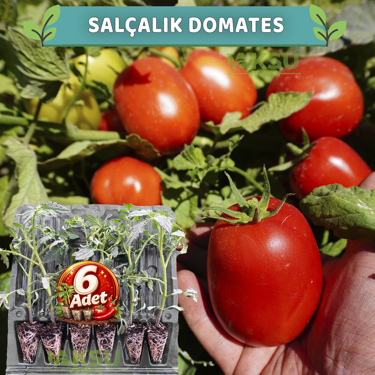 6 Adet Salçalık Domates Fidesi