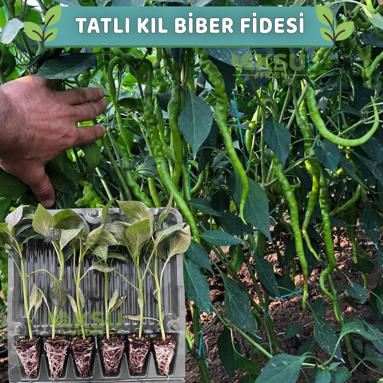 6 Adet Tatlı Kıl Biber Fidesi