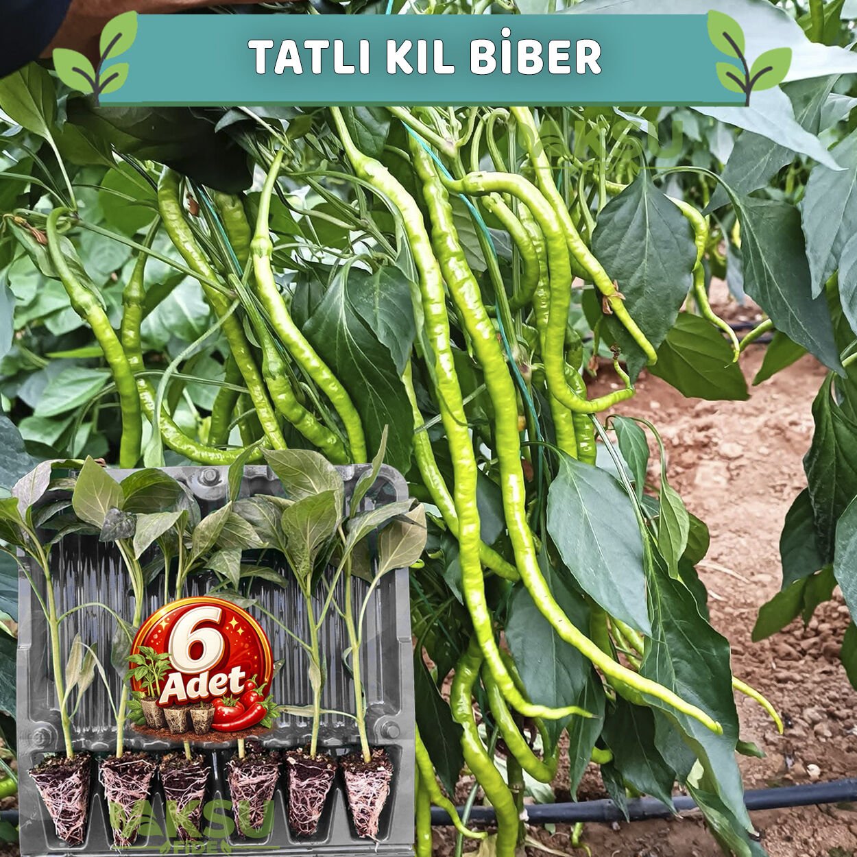 6 Adet Tatlı Kıl Biber Fidesi