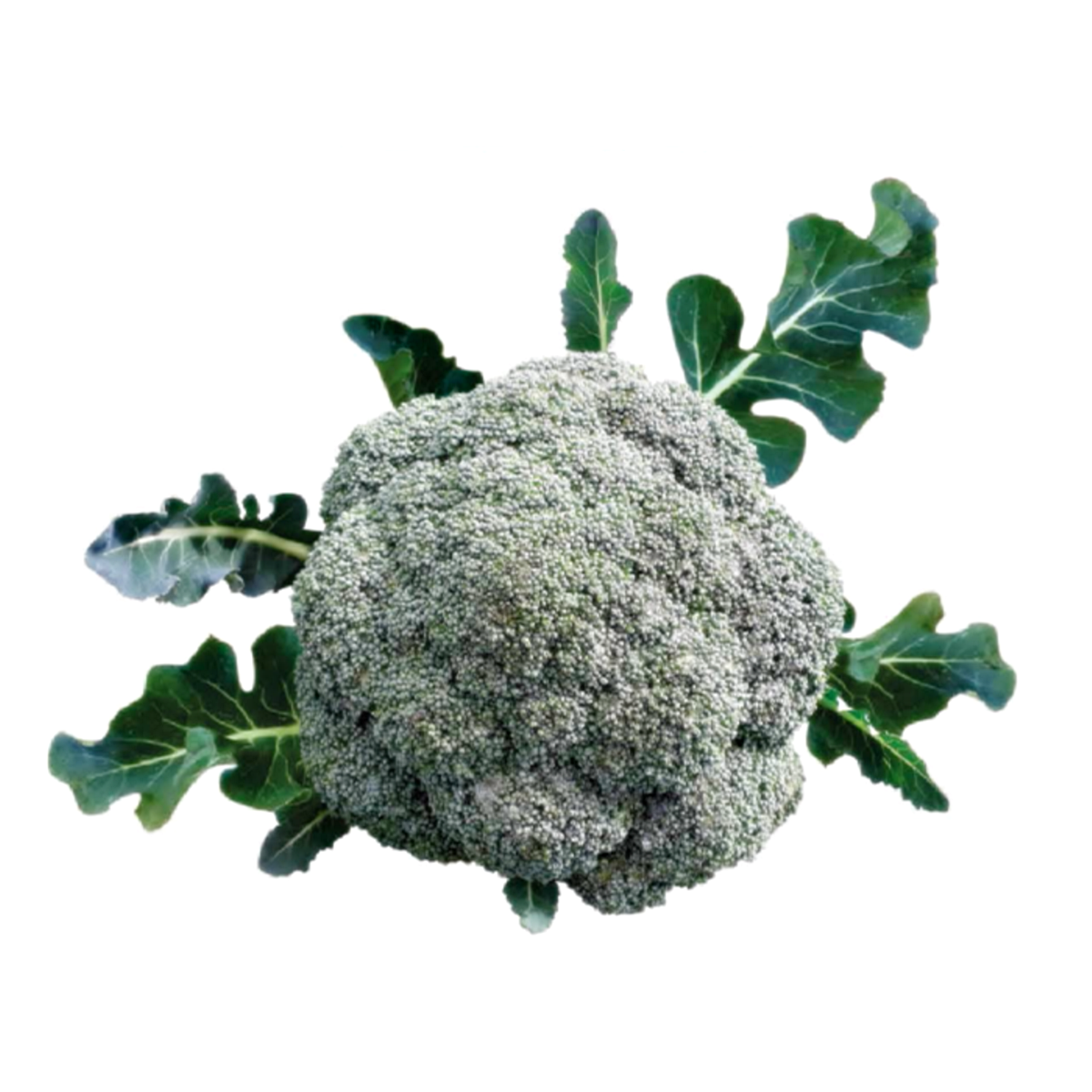 Kaftan F1 Brokoli Tohumu