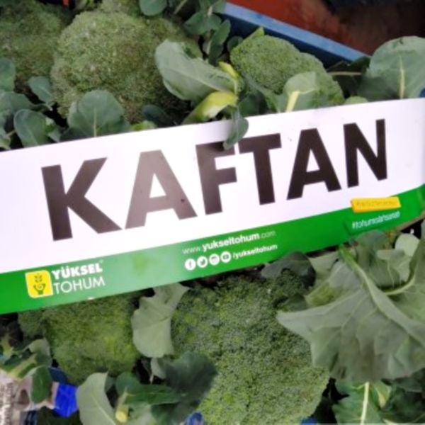 Kaftan F1 Brokoli Tohumu
