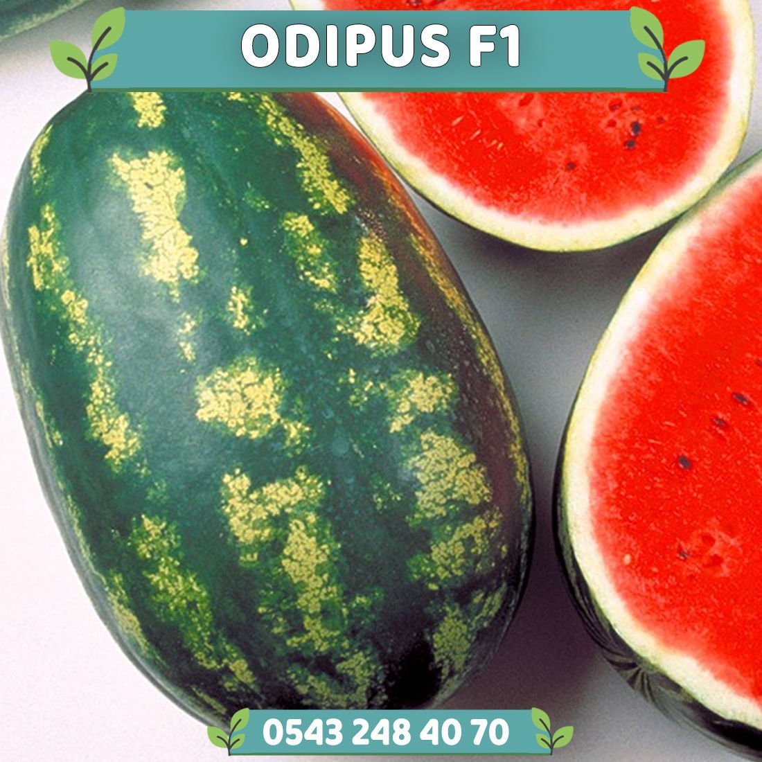 Odipus F1 Karpuz Fidesi