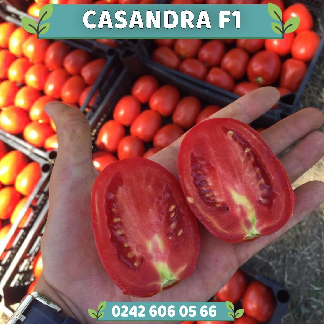 Casandra F1 İri Salçalık Domates