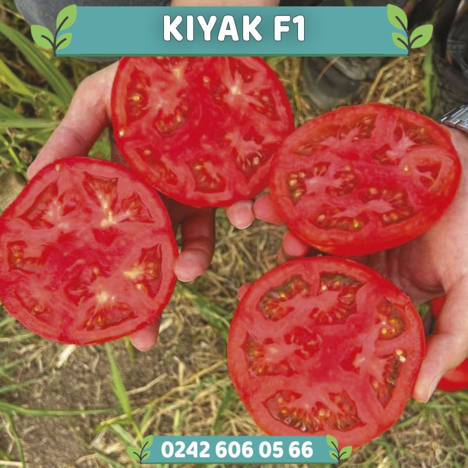 Kıyak F1 Oturak Beef Domates Tohumu 1000 Ad/pk