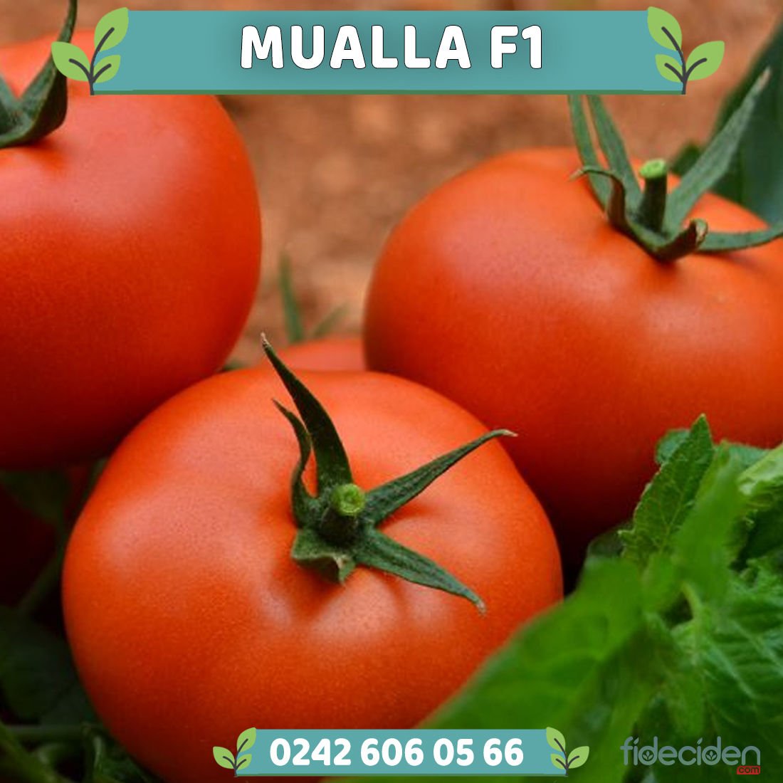 Mualla F1 Sırık Domates Fidesi