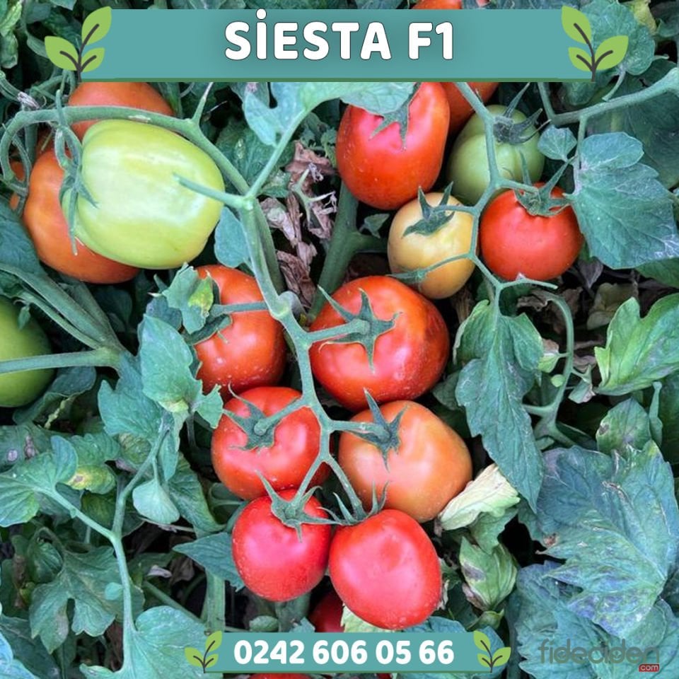 Siesta F1 İri Salçalık Domates Tohumu 5000 Ad/pk