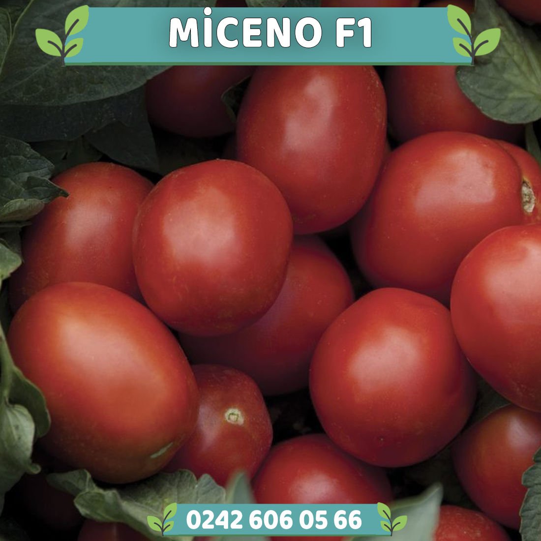 Miceno F1 Sanayilik Domates Fidesi