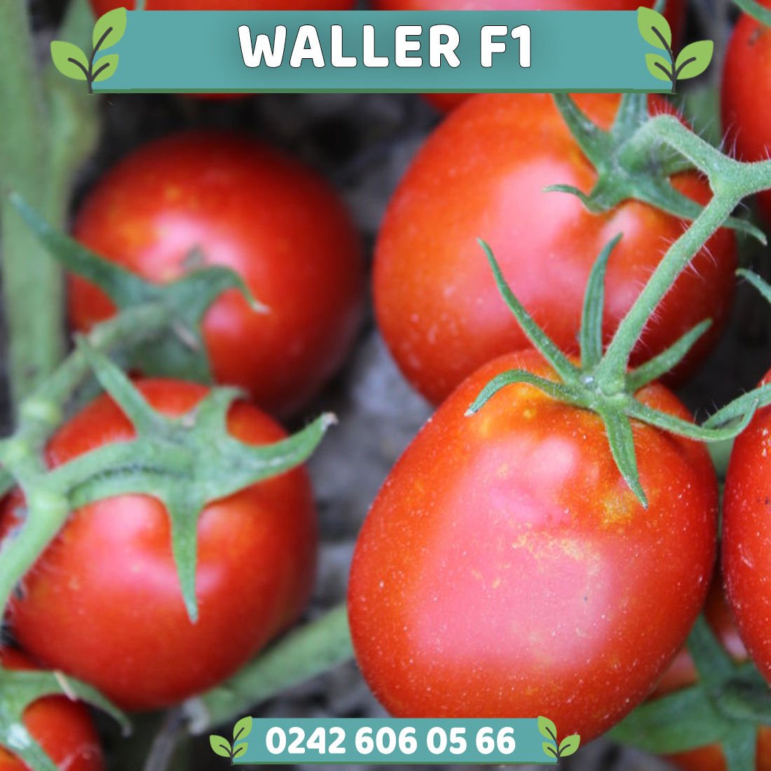 Waller F1 Oturak Salçalık Domates Fidesi