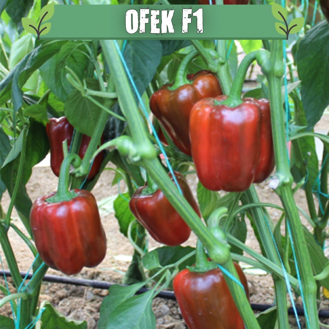 Ofek F1 Kırmızı Dolma Biber Fidesi