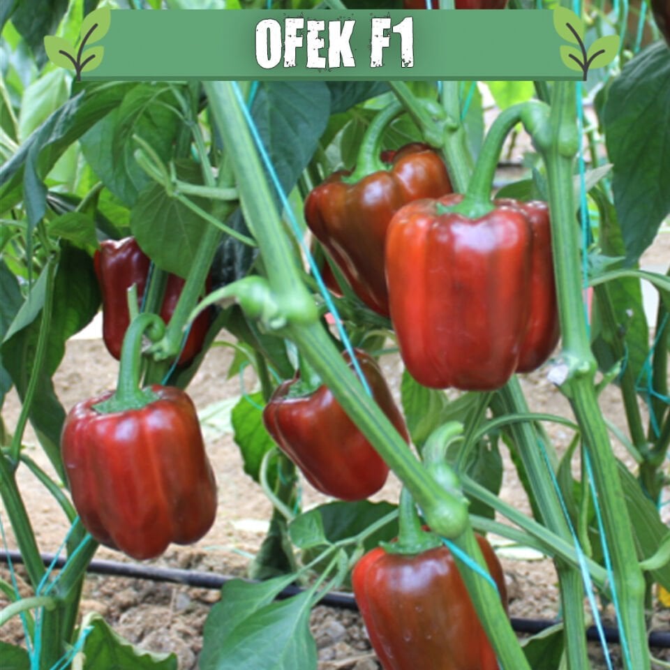 Ofek F1 Kırmızı Dolma Biber Fidesi