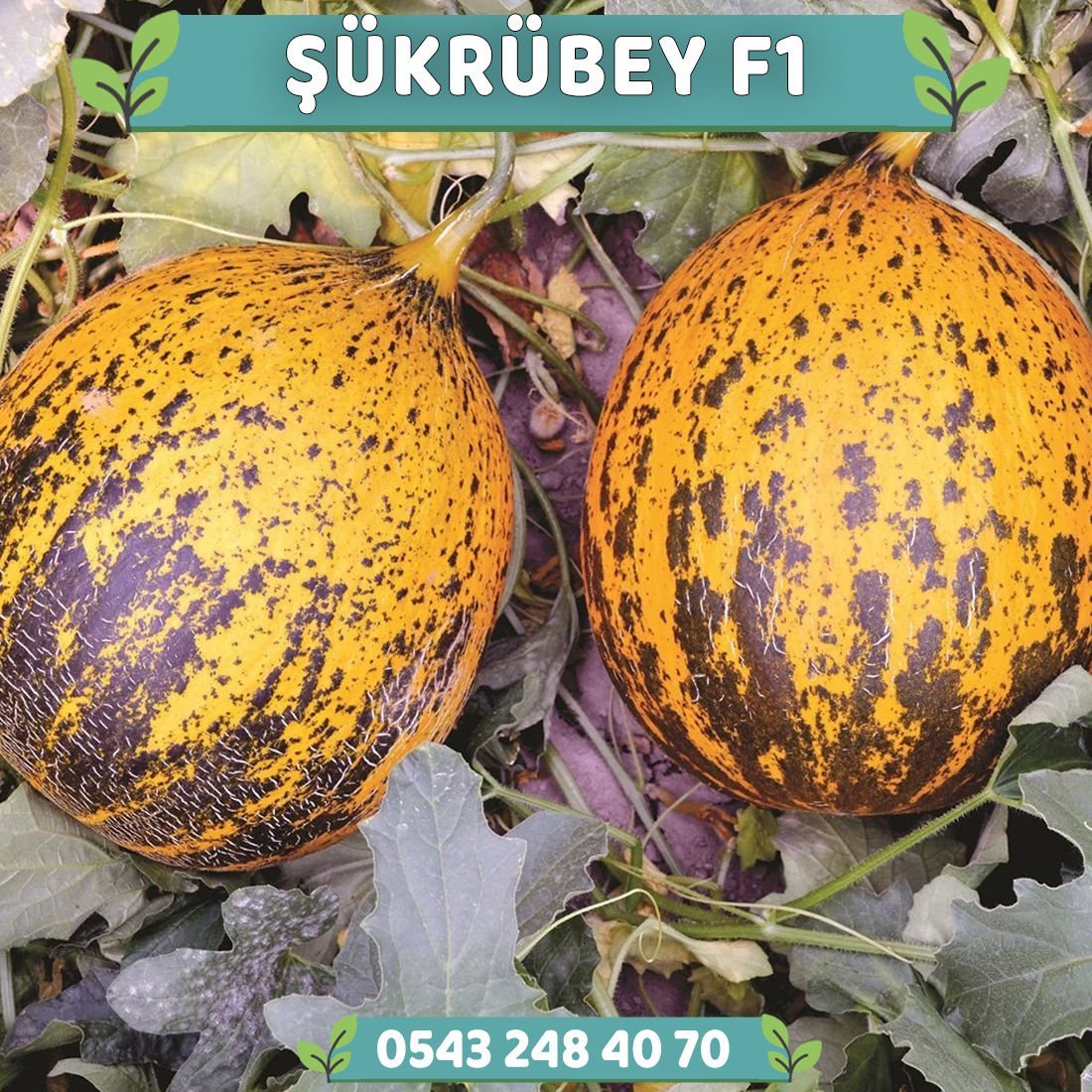 Şükrübey F1 Kırkağaç Kavun Fidesi