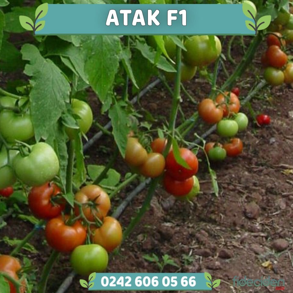 Atak F1 Sırık Domates Fidesi