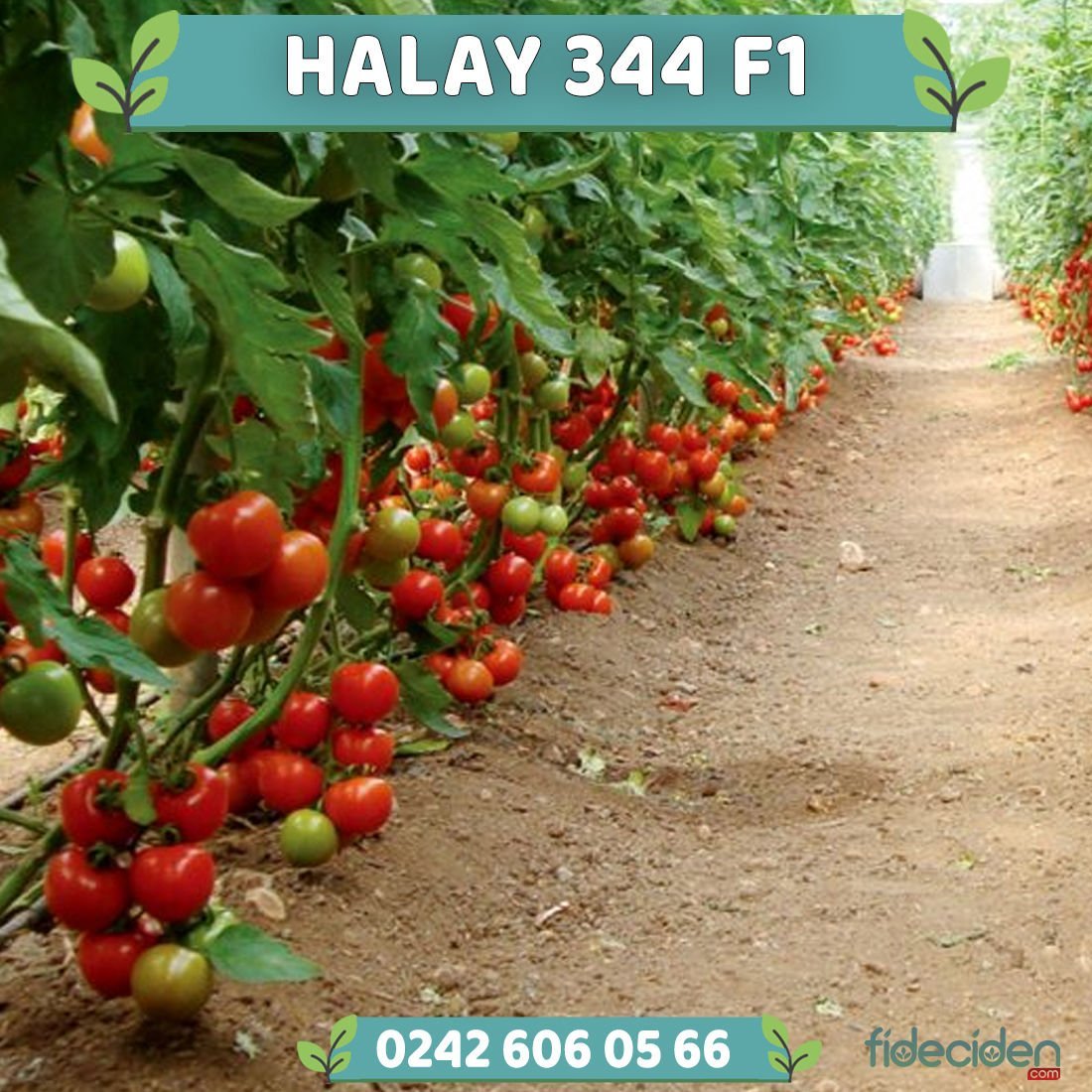 Halay 344 F1 Sırık Domates Fidesi