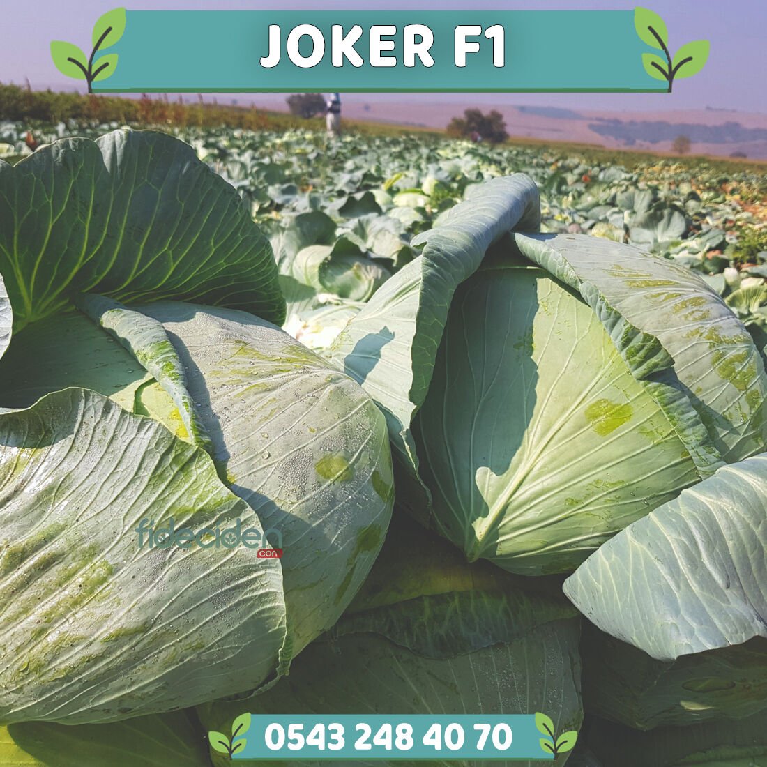 Joker F1 75 Günlük Beyaz Lahana Fidesi