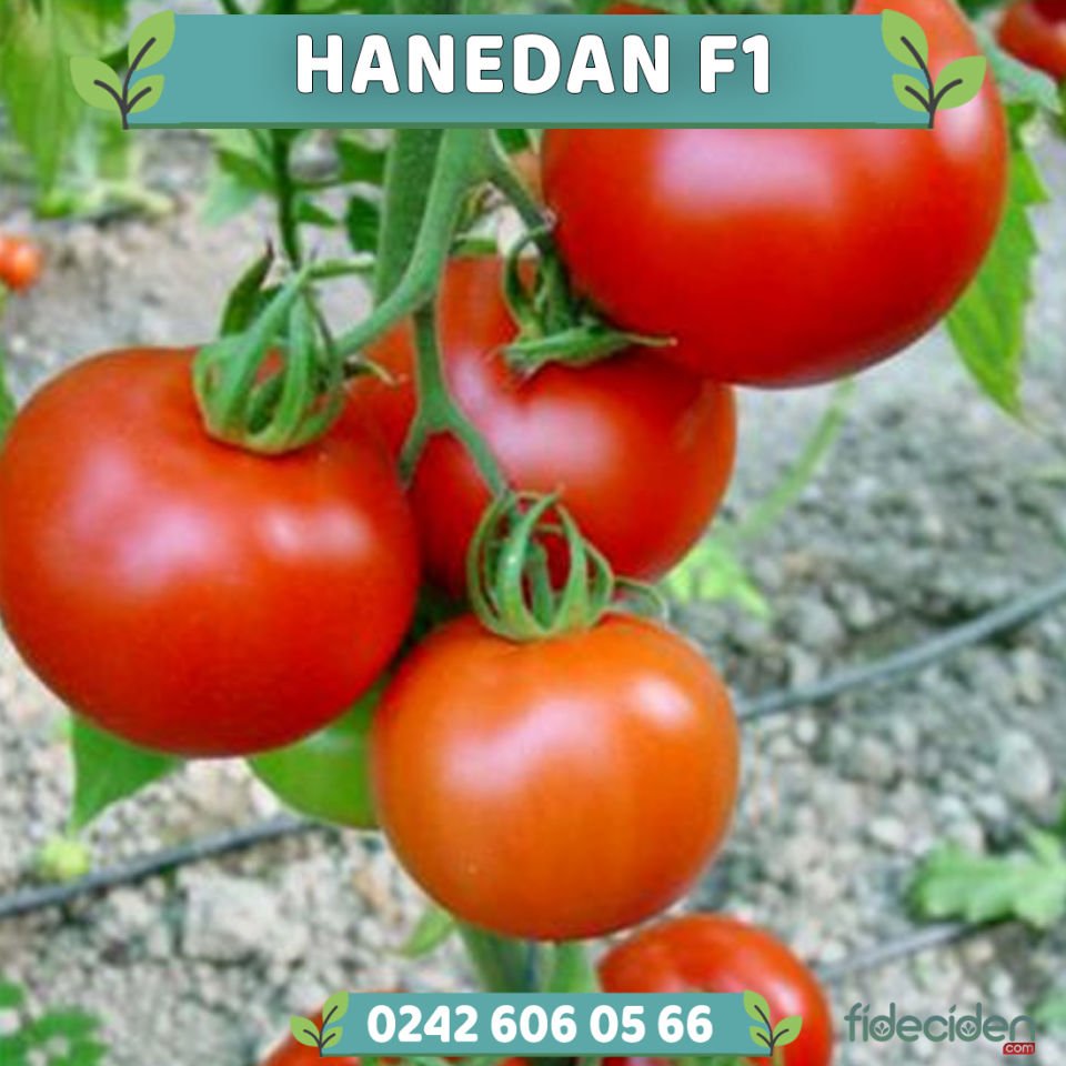 Hanedan F1 Sırık Domates Fidesi