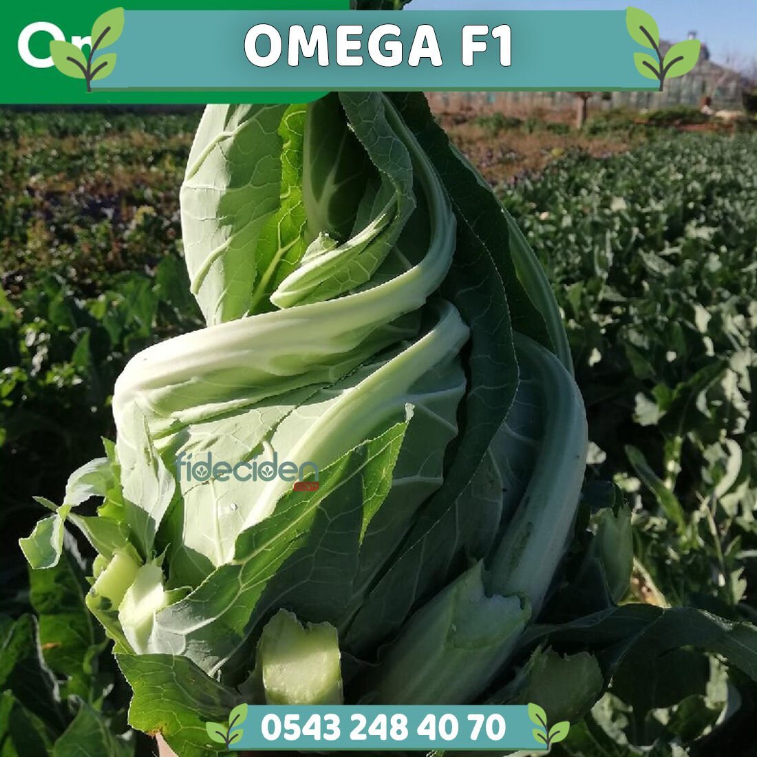 Omega F1 Kışlık Karnabahar Fidesi