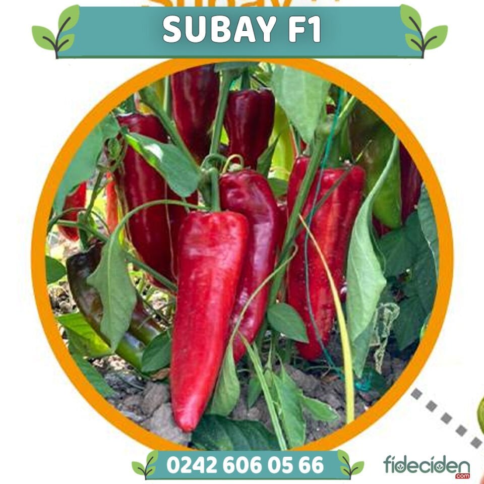 Subay F1 Kapya Biber Fidesi