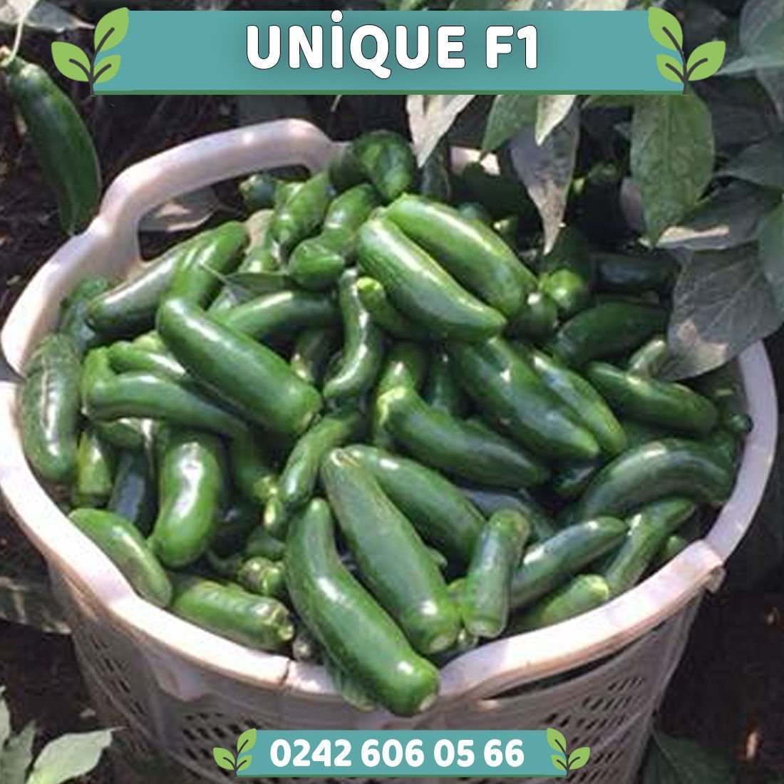 Unique F1 Jalapeno Biber Fidesi