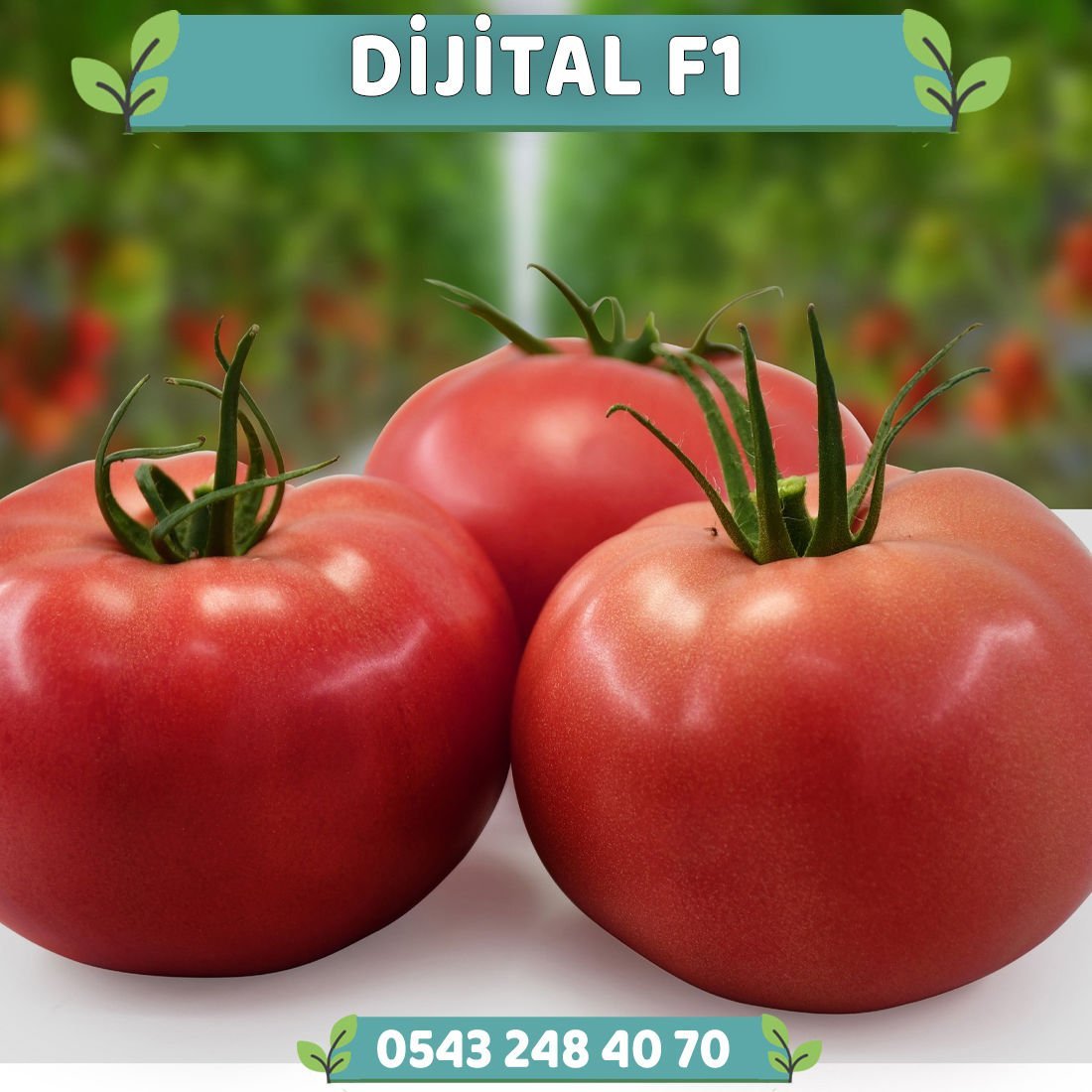 Dijital F1 Sırık Pembe Domates Fidesi