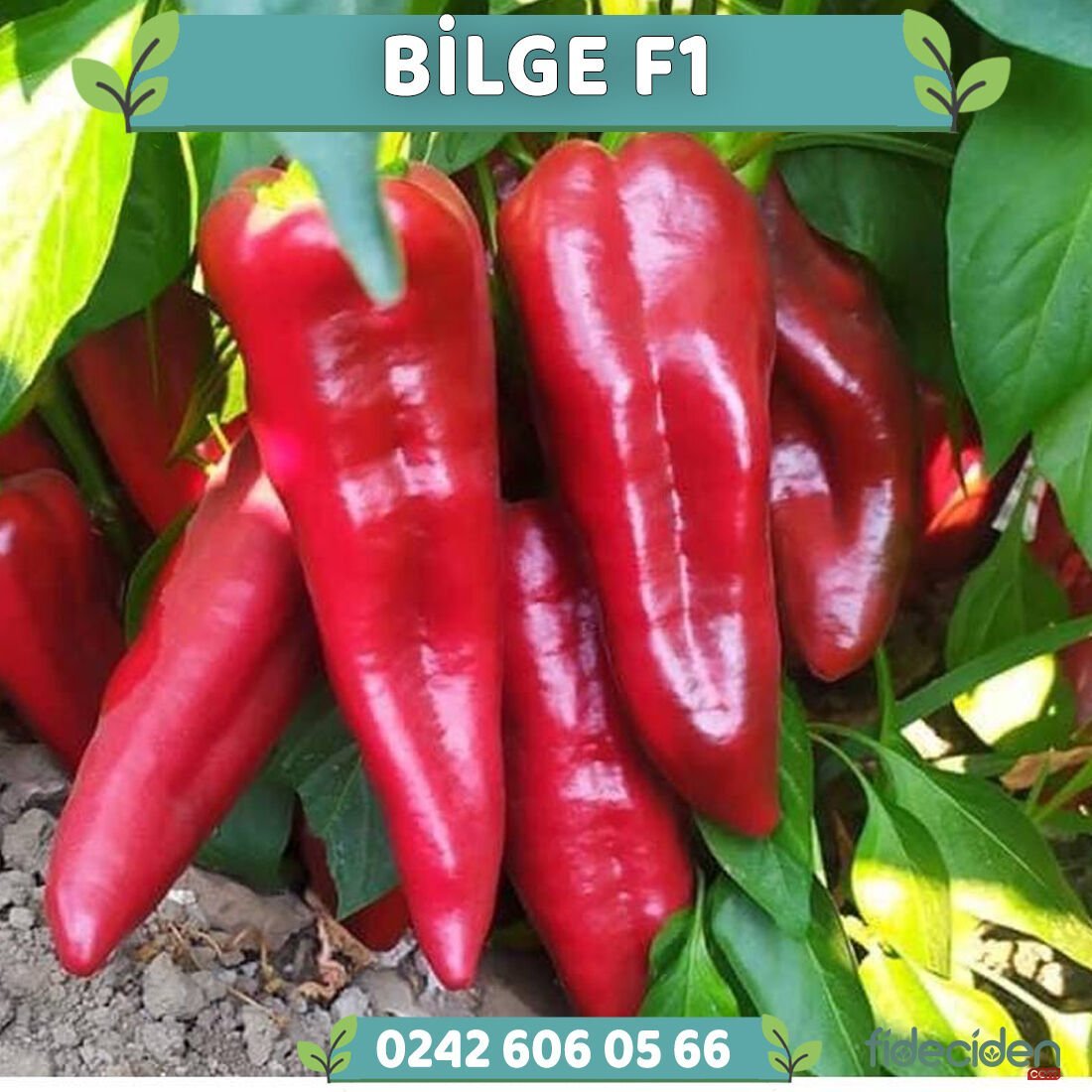 Bilge F1 Kapya Biber Fidesi