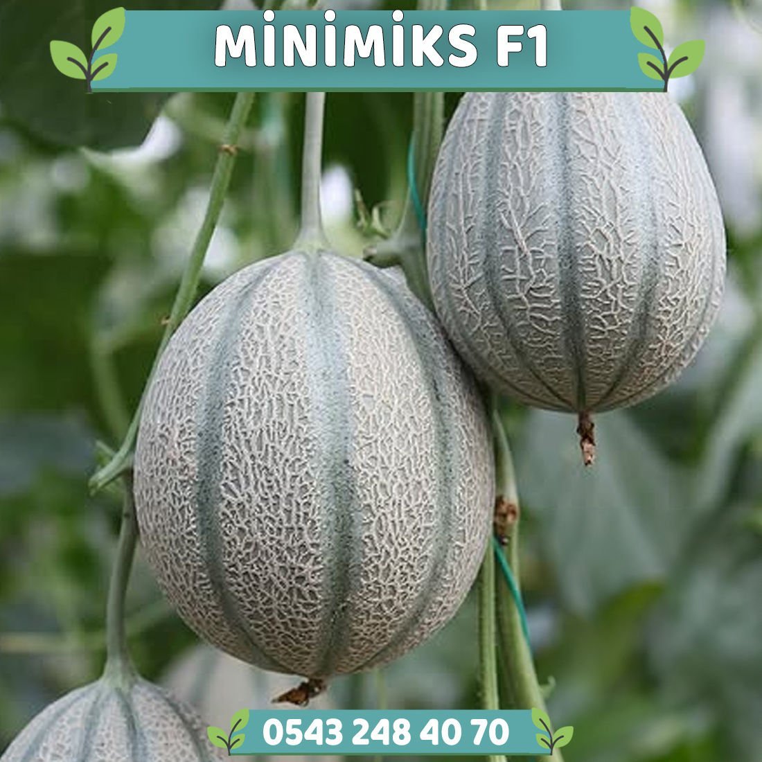 Minimiks F1 Mini Kavun Fidesi