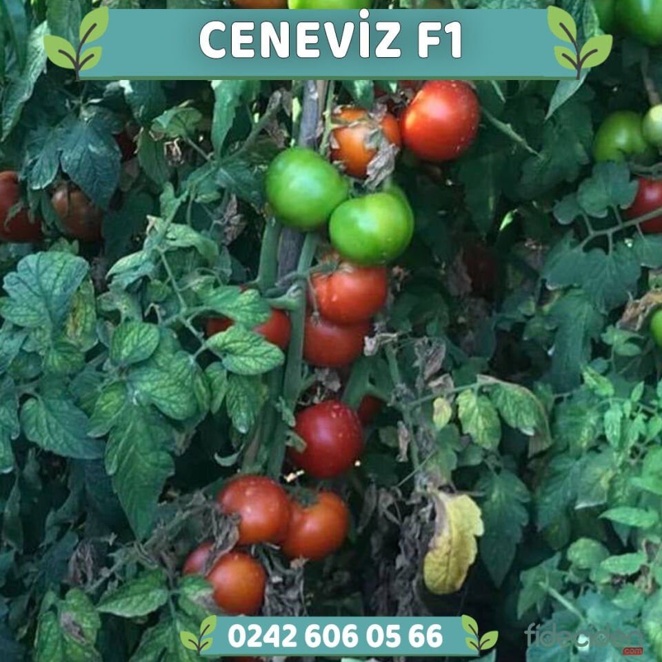 Ceneviz F1 Sırık Beef Domates Fidesi