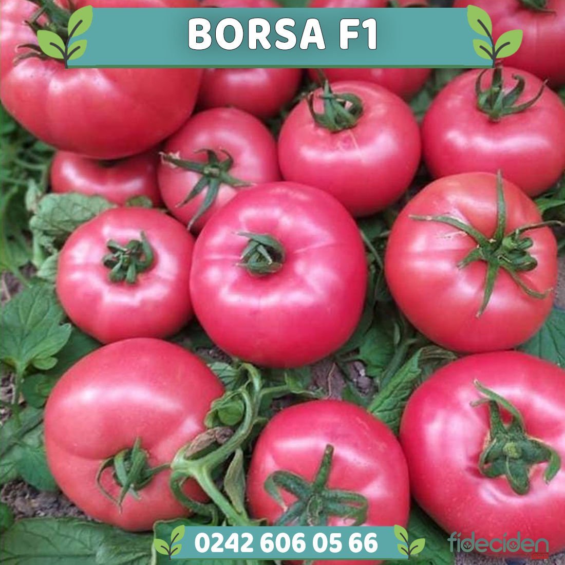 Borsa F1 Sırık Pembe Domates Fidesi