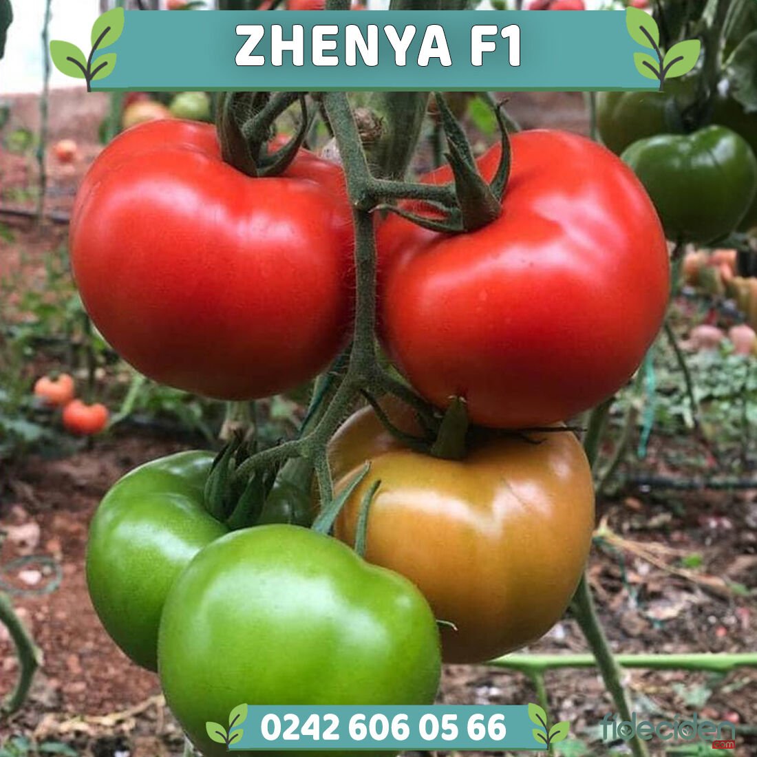 Zhenya F1 Sırık Tane Domates Fidesi