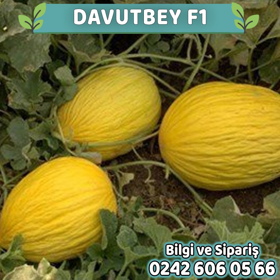 Davutbey F1 Kırkağaç Kavun Fidesi