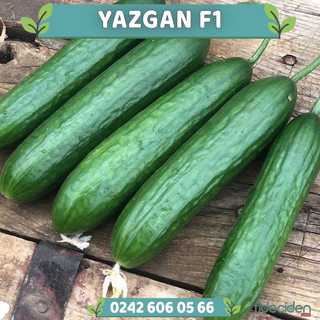 Yazgan F1 Hıyar Fidesi