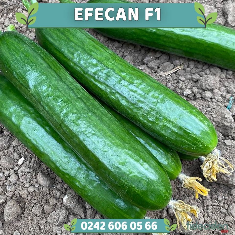 Efecan F1 Beith Hıyar Fidesi
