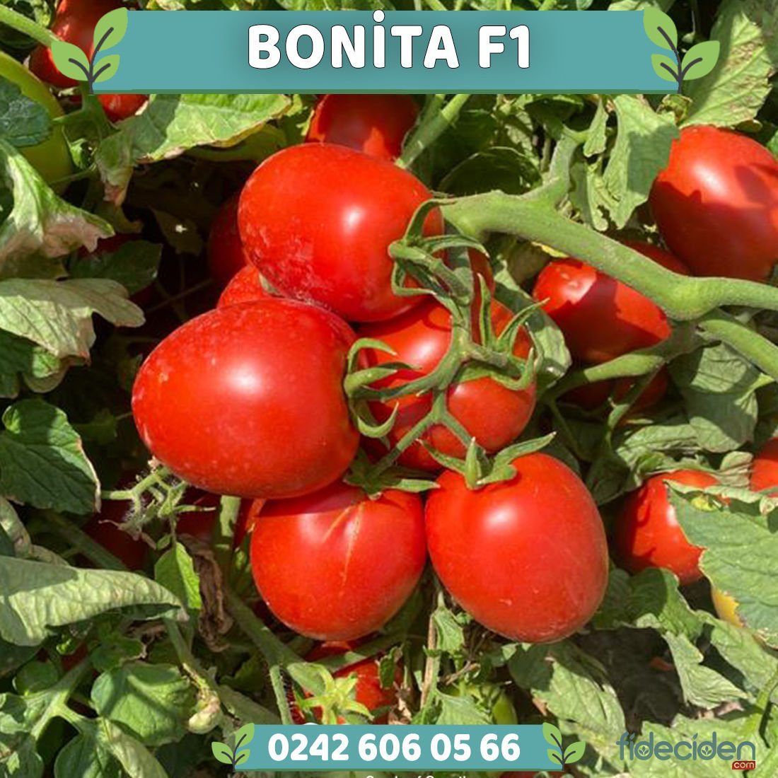 Bonita F1 Sanayilik Domates Fidesi