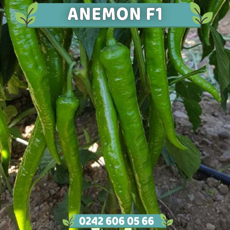 Anemon F1 Sivri Biber Fidesi