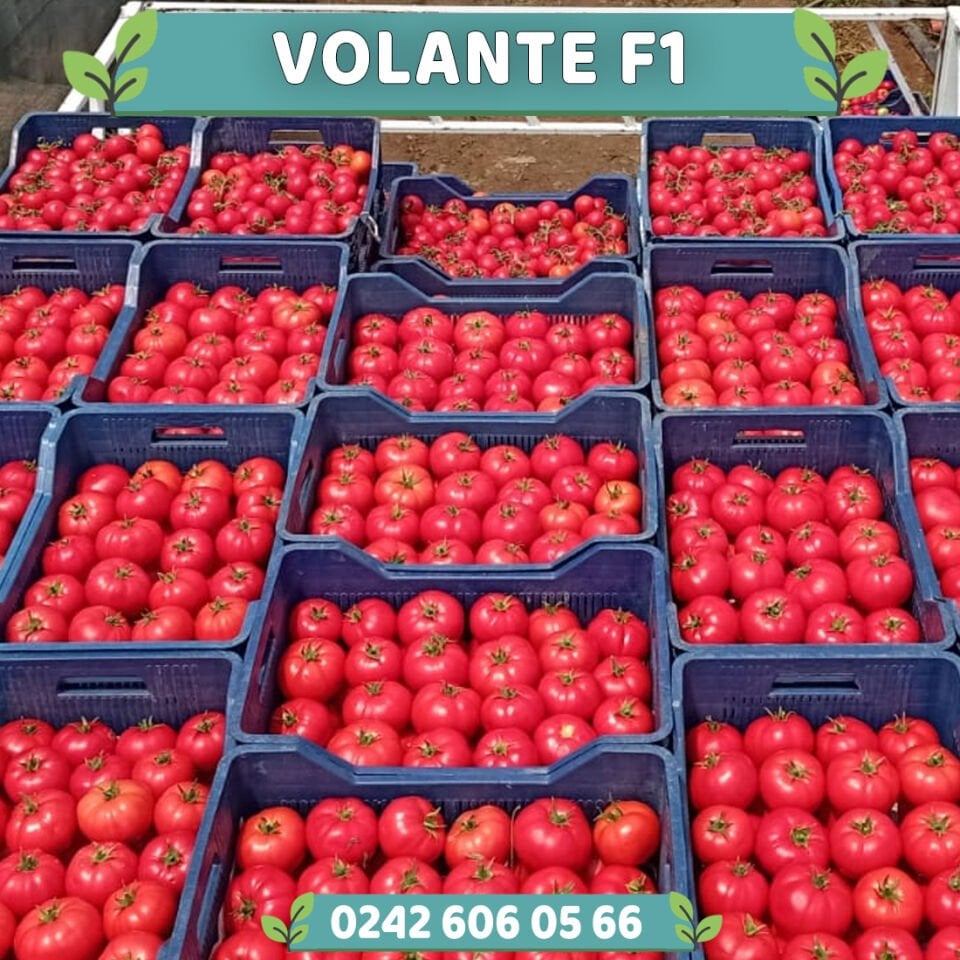 Volante F1 Sırık Beef Domates Fidesi