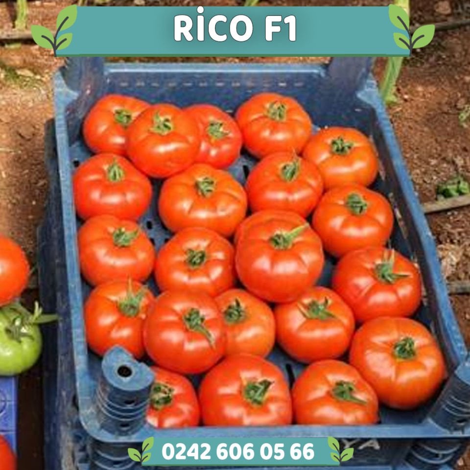 Rico F1 Sırık Beef Domates Fidesi