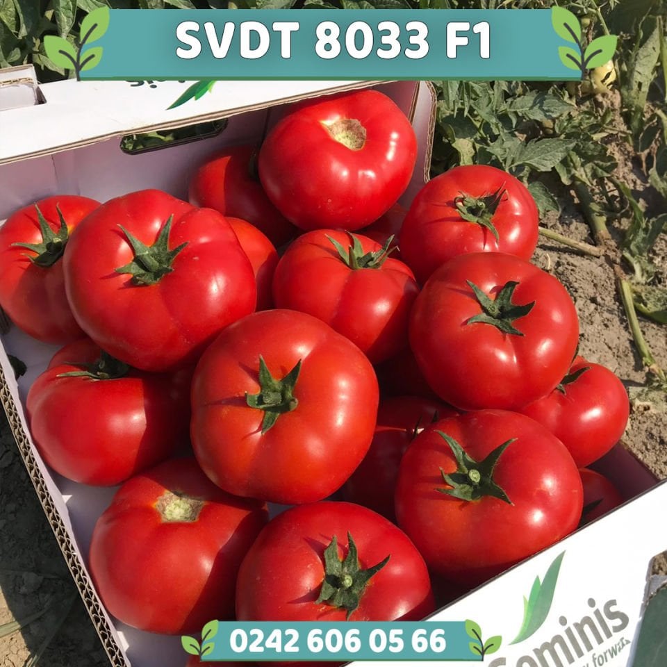 SVDT 8033 F1 Oturak Domates Fidesi