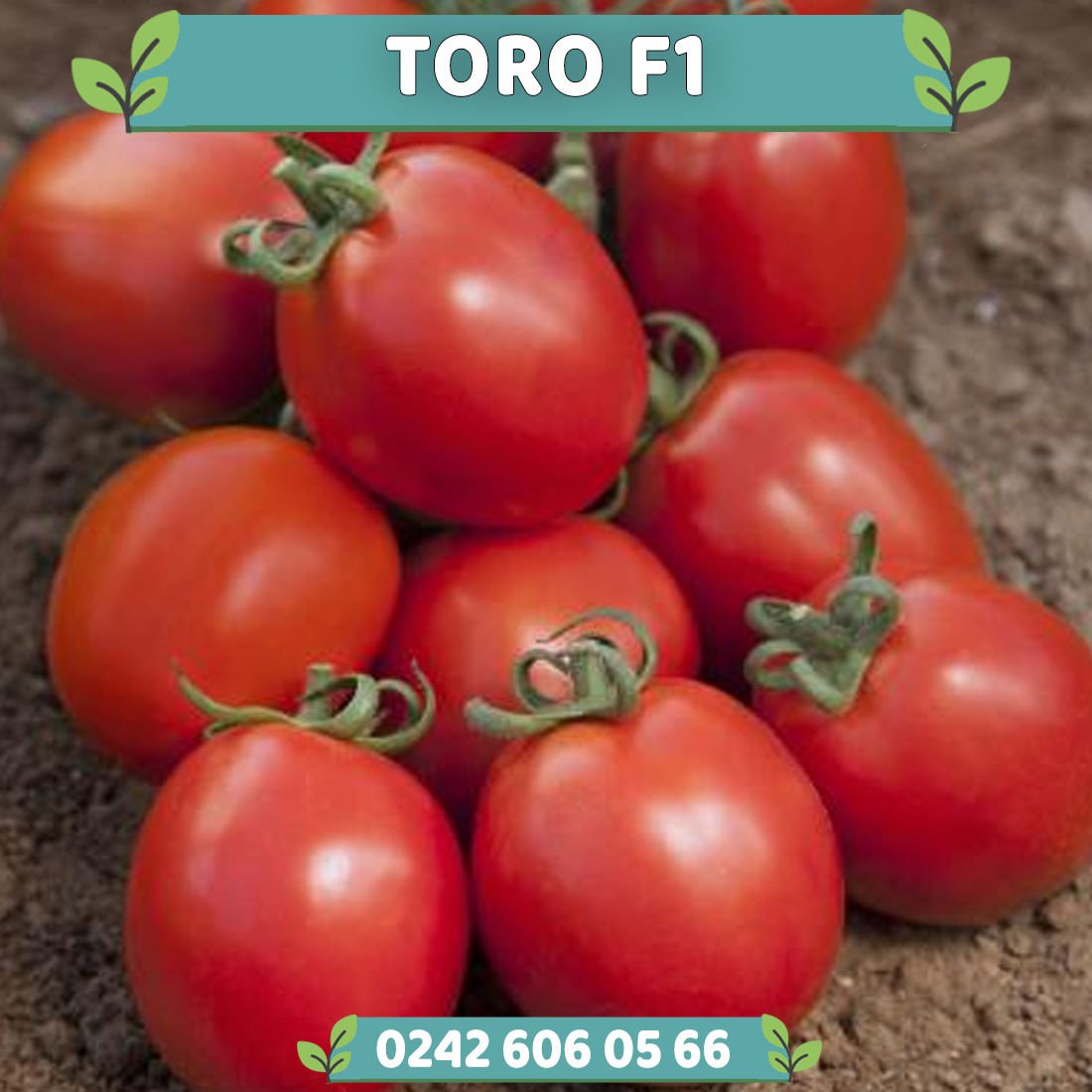 Toro F1 Oturak Domates Fidesi