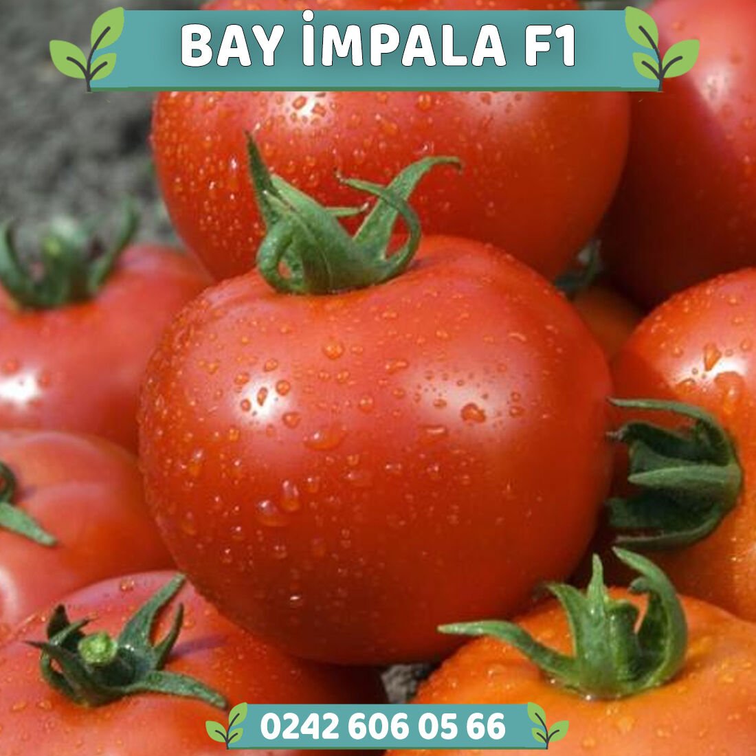 Bay İmpala F1 Erkenci Oturak Domates Fidesi