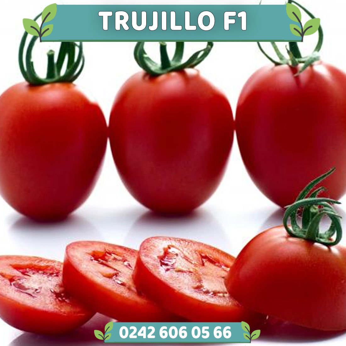 Trujillo F1 Sırık Oval Domates Fidesi