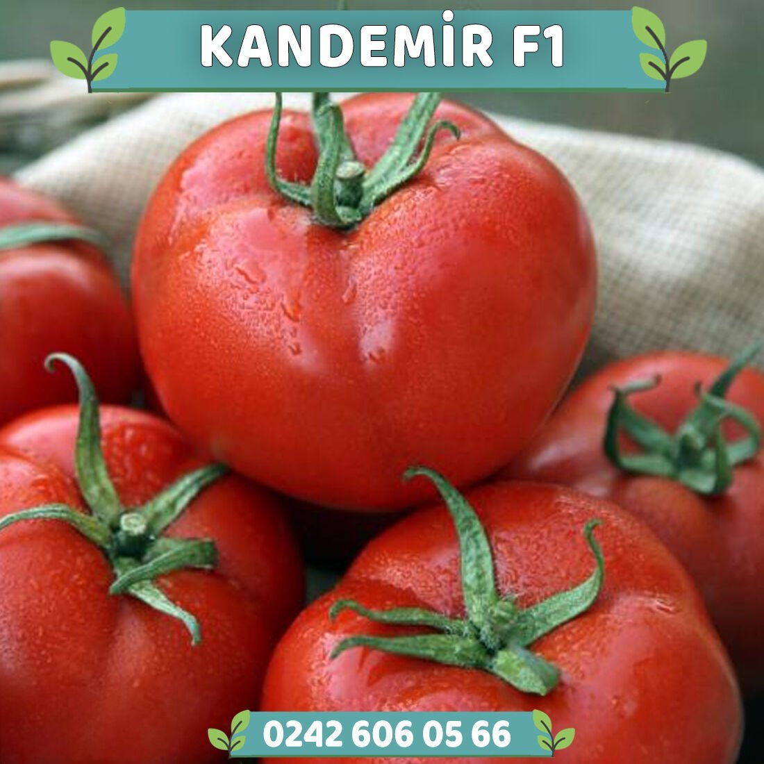 Kandemir F1 Sırık Tane Domates Fidesi
