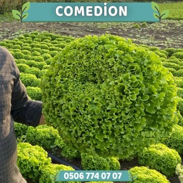 Comedion Kıvırcık Marul Fidesi