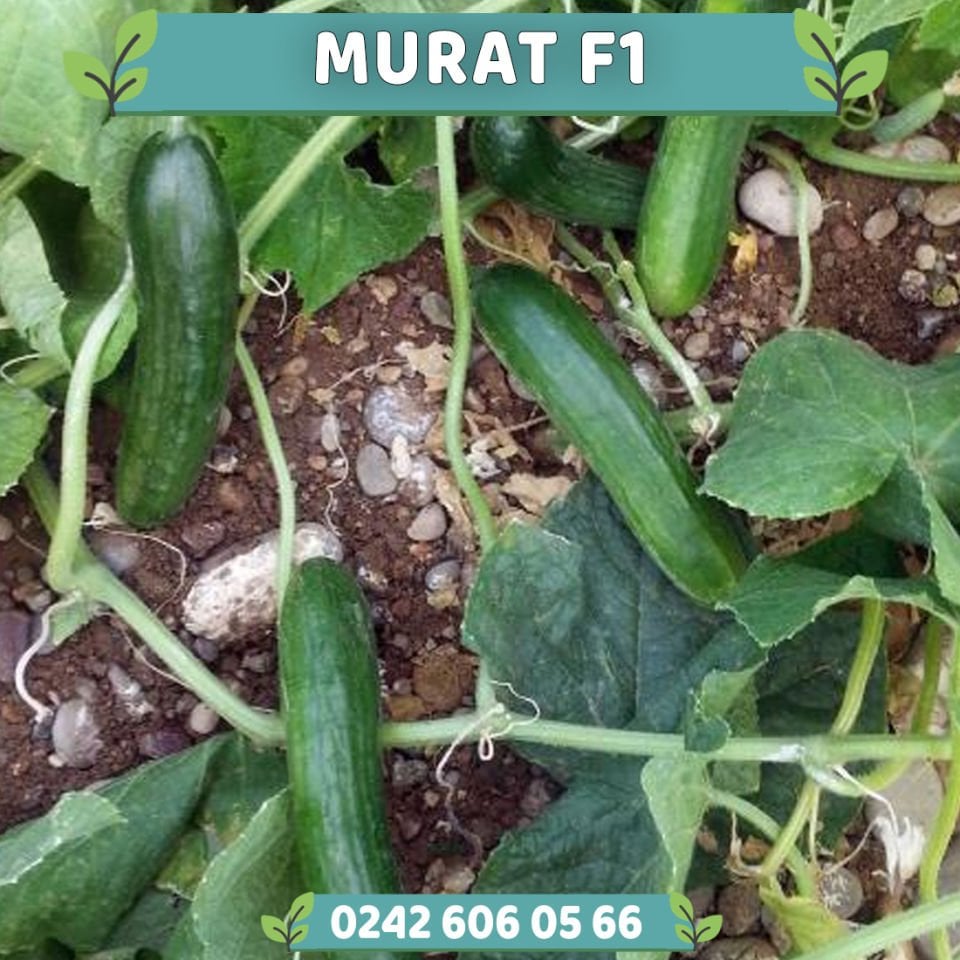 Murat F1 Oturak Hıyar Fidesi