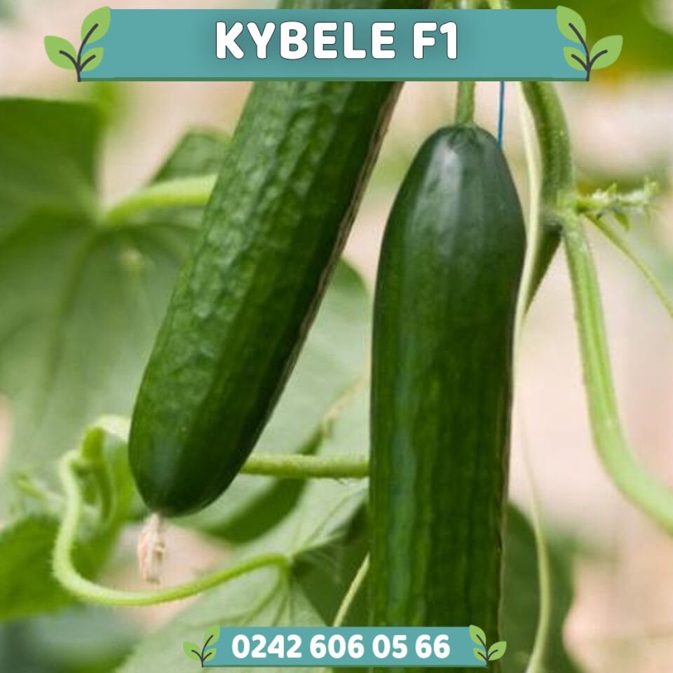 Kybele F1 Sırık Hıyar Fidesi