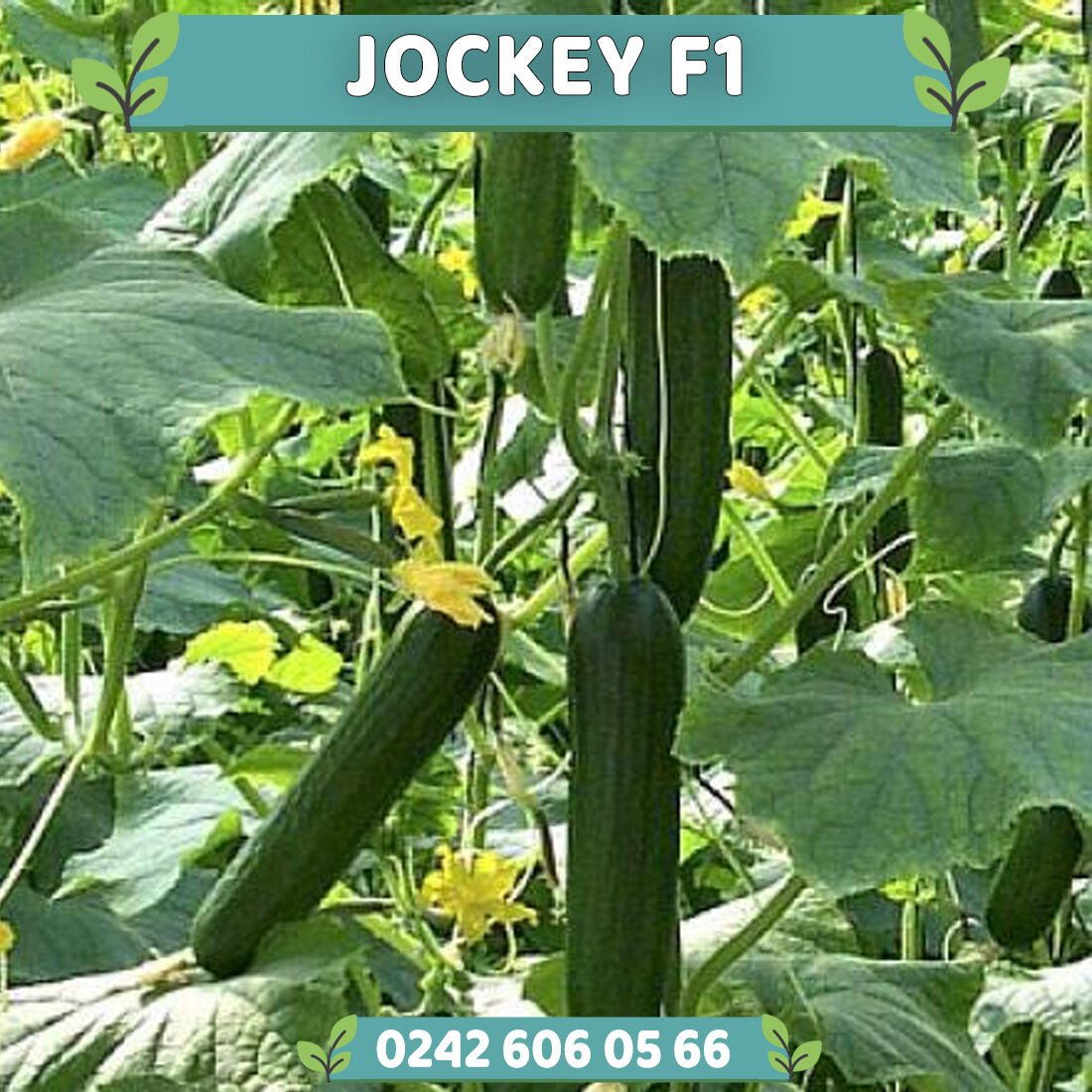 Jockey F1 Sırık Hıyar Fidesi