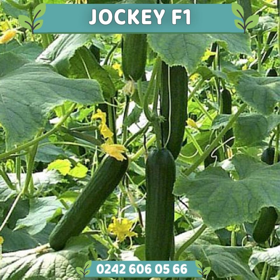 Jockey F1 Sırık Hıyar Fidesi