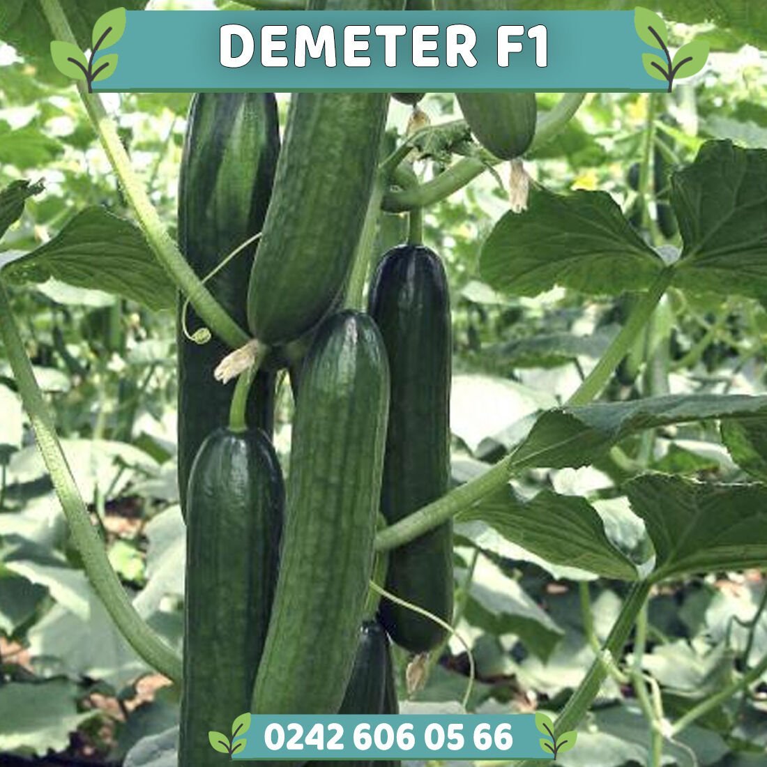 Demeter F1 Sırık Hıyar Fidesi