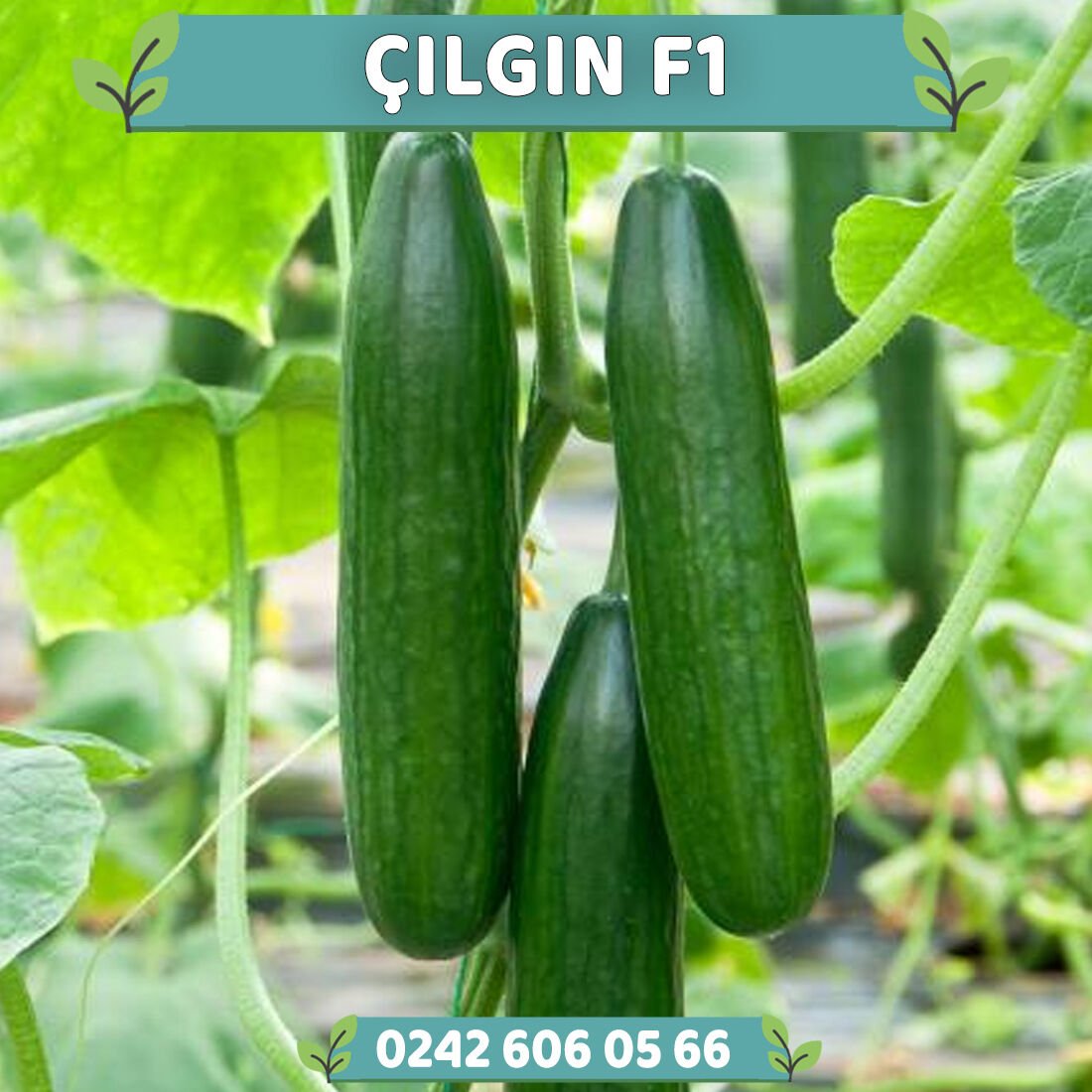 Çılgın F1 Sırık Hıyar Fidesi