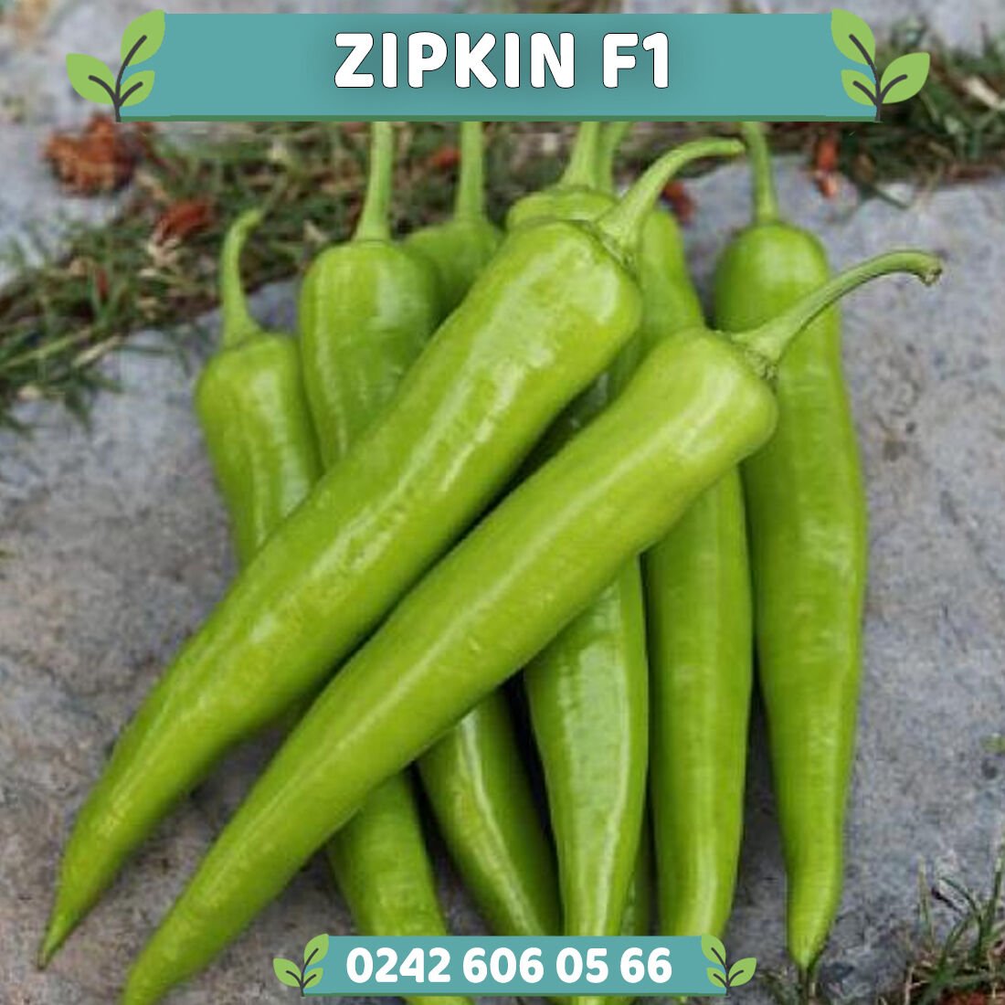 Zıpkın F1 Çarliston Biber Fidesi