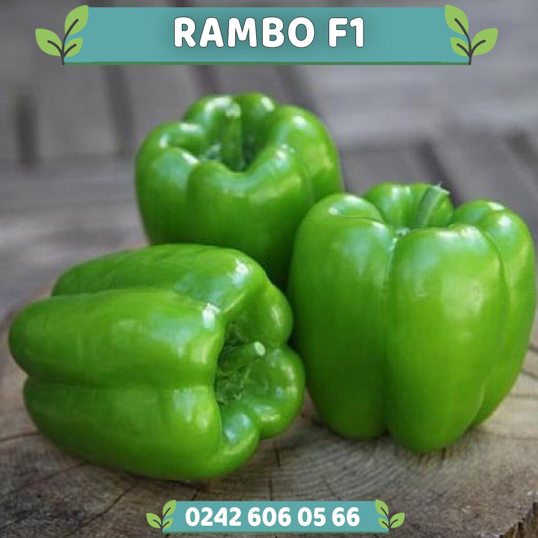 Rambo F1 Dolmalık Biber Fidesi