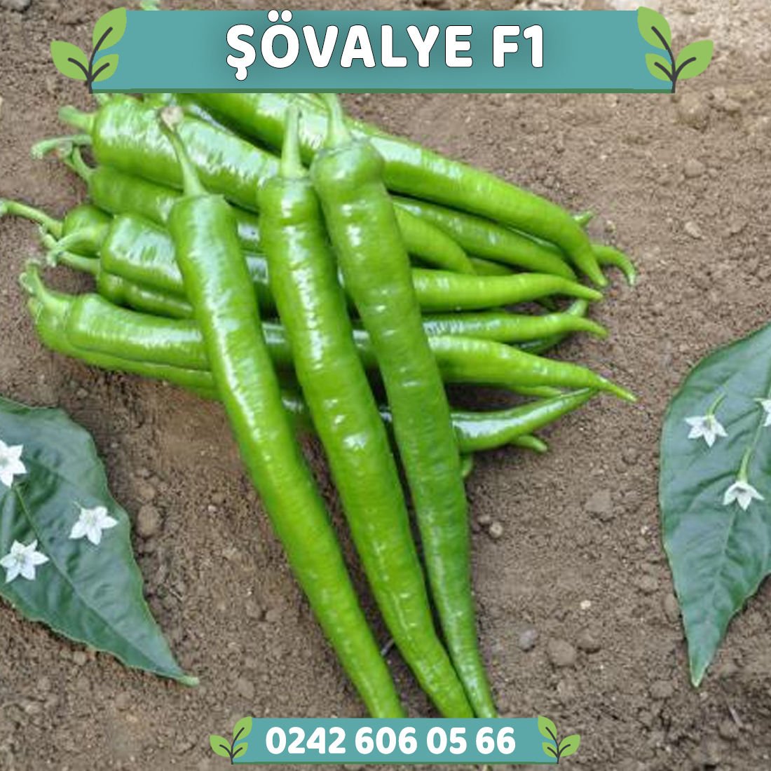 Şövalye F1 Tatlı Sivri Biber Fidesi